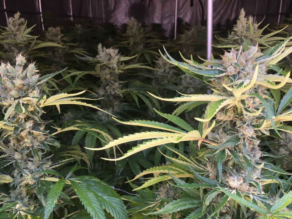 Cannabis Plants Close Up